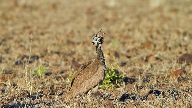 Desert Rhino Camp - Rüppell`s Korhaan